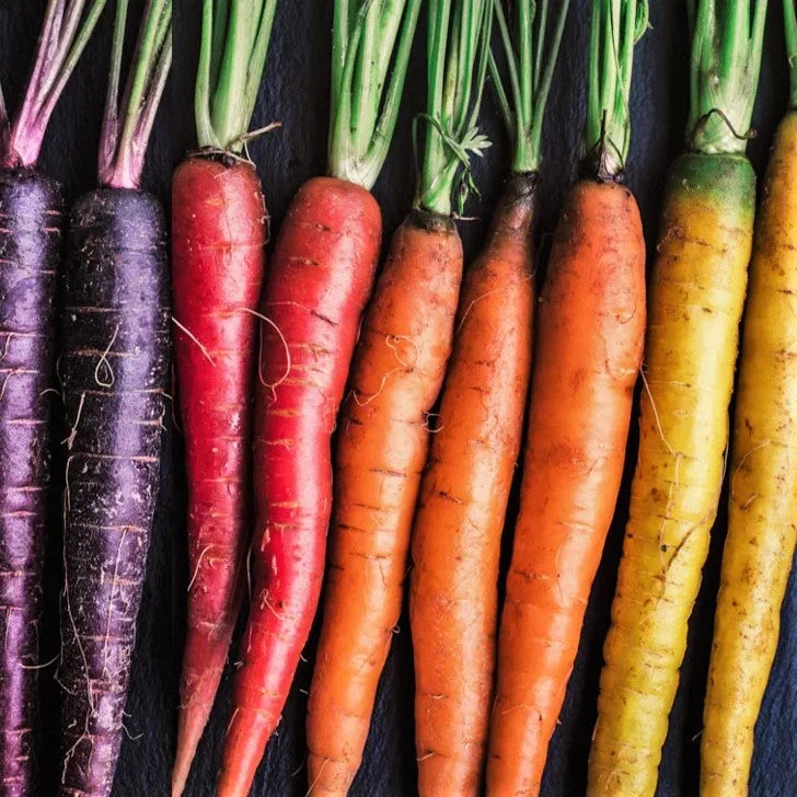 Rainbow Mix Carrot Seeds 500+ Count - Purple, Red, Yellow Varieties - Daucus carota Vegetable Seeds for Gardening