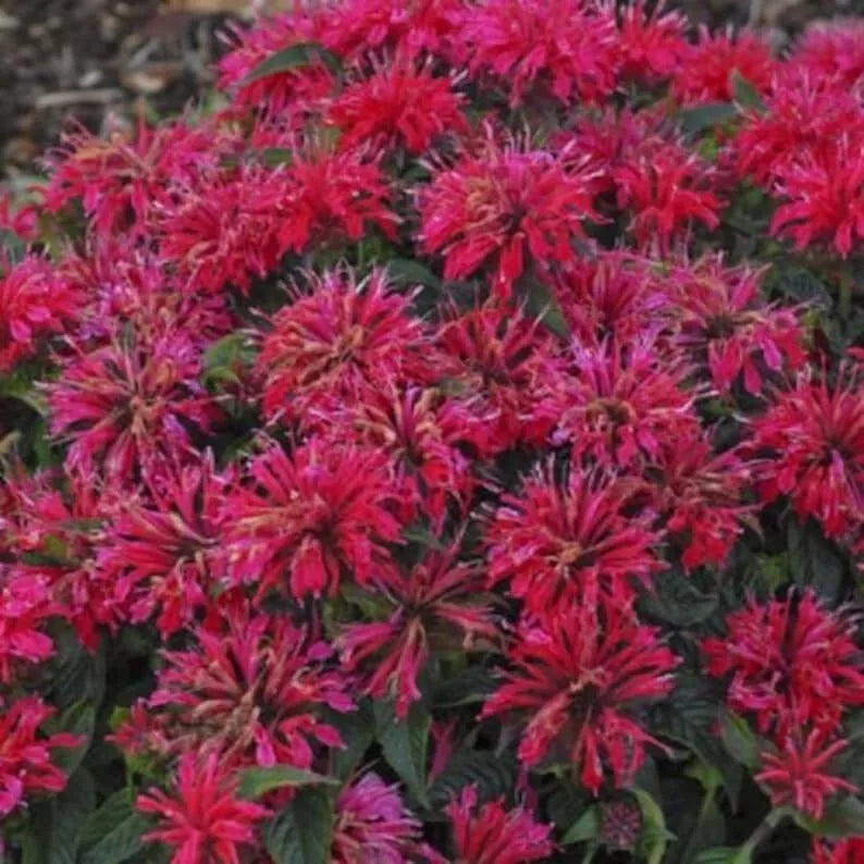 Cherry Pops Bee Balm Seeds - Monarda didyma - Hummingbird & Pollinator Attracting Flower Seeds, 100 Pack