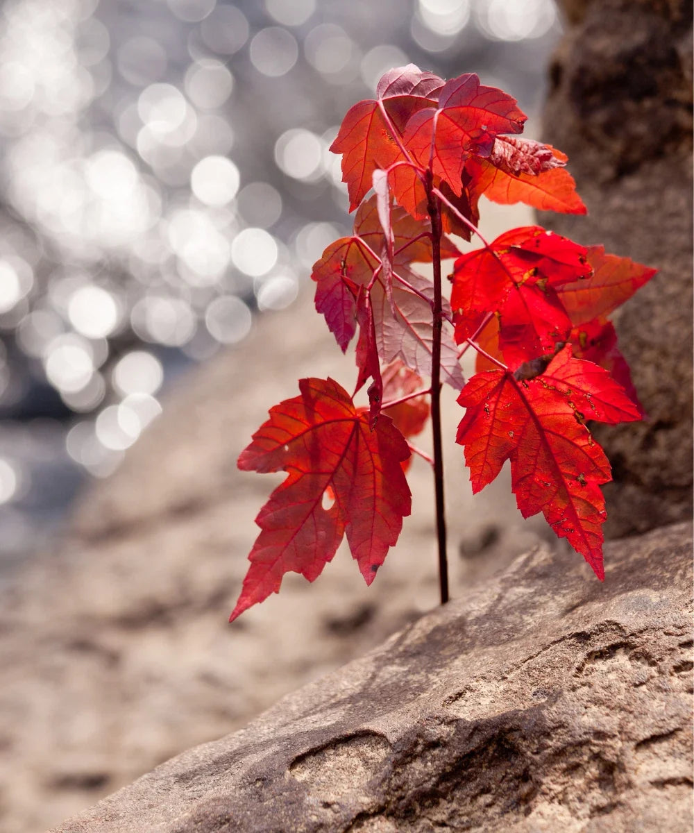 Red Maple Live Tree Starter Plant 4+ Inches Acer Rubrum Vibrant Fall Foliage, Hardy Landscape Tree