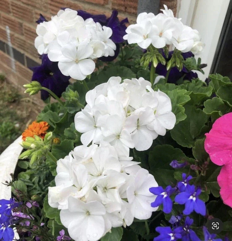 Snow White Zonal Geranium Cuttings - Pelargonium 'Hint of Pink' - 8 Rooting Plants for Indoor Outdoor Gardening