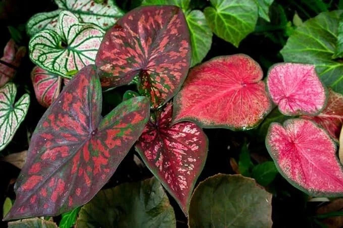 Caladium Bulbs, Mixed Color, Fancy Mix, Easy to Grow, Perennial, Caladium hortulanum