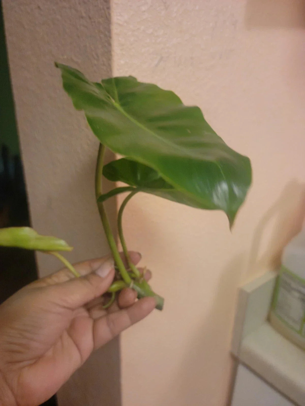 Burle Marx Philodendron Cuttings - Easy Care Tropical Indoor Plant