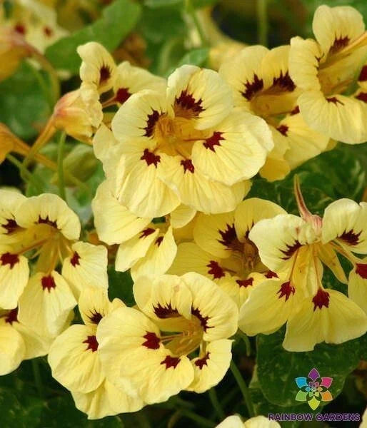 Troika Cream Nasturtium Seeds - Tropaeolum majus, 50+ Pack for Garden, Edible Flowers, Full Sun, Trailing or Bushy Growth