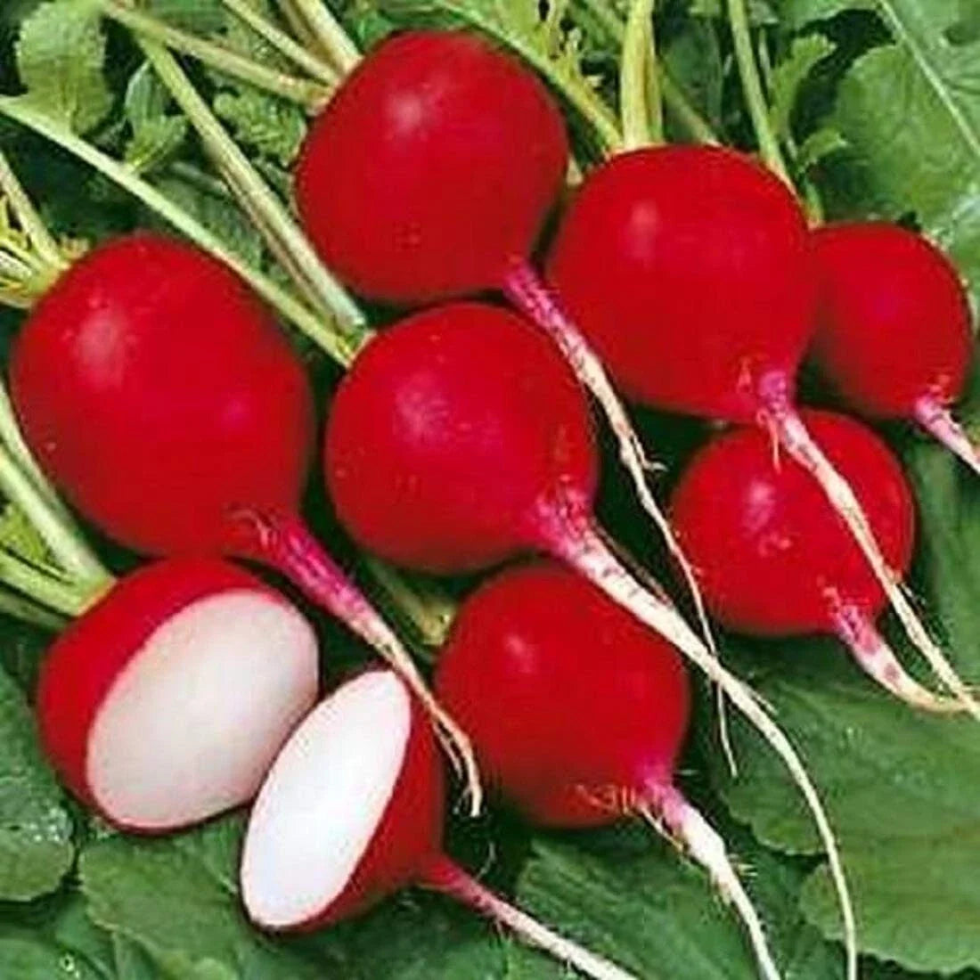 Cherry Belle Radish Seeds - Organic Non-GMO Heirloom Raphanus sativus, 600 Pack, Fast-Growing, Crisp, Perfect for Container & Garden