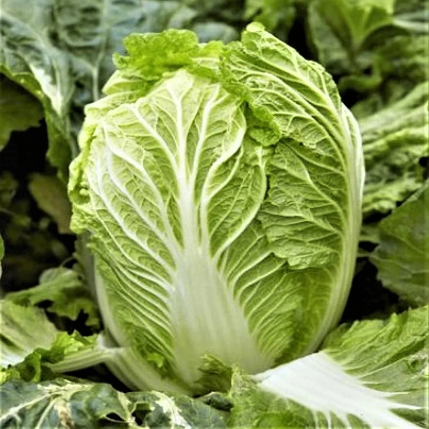 Yong Chinese Napa Cabbage Seeds - 500+ Non-GMO Brassica rapa subsp. pekinensis Vegetable Seeds for Gardening