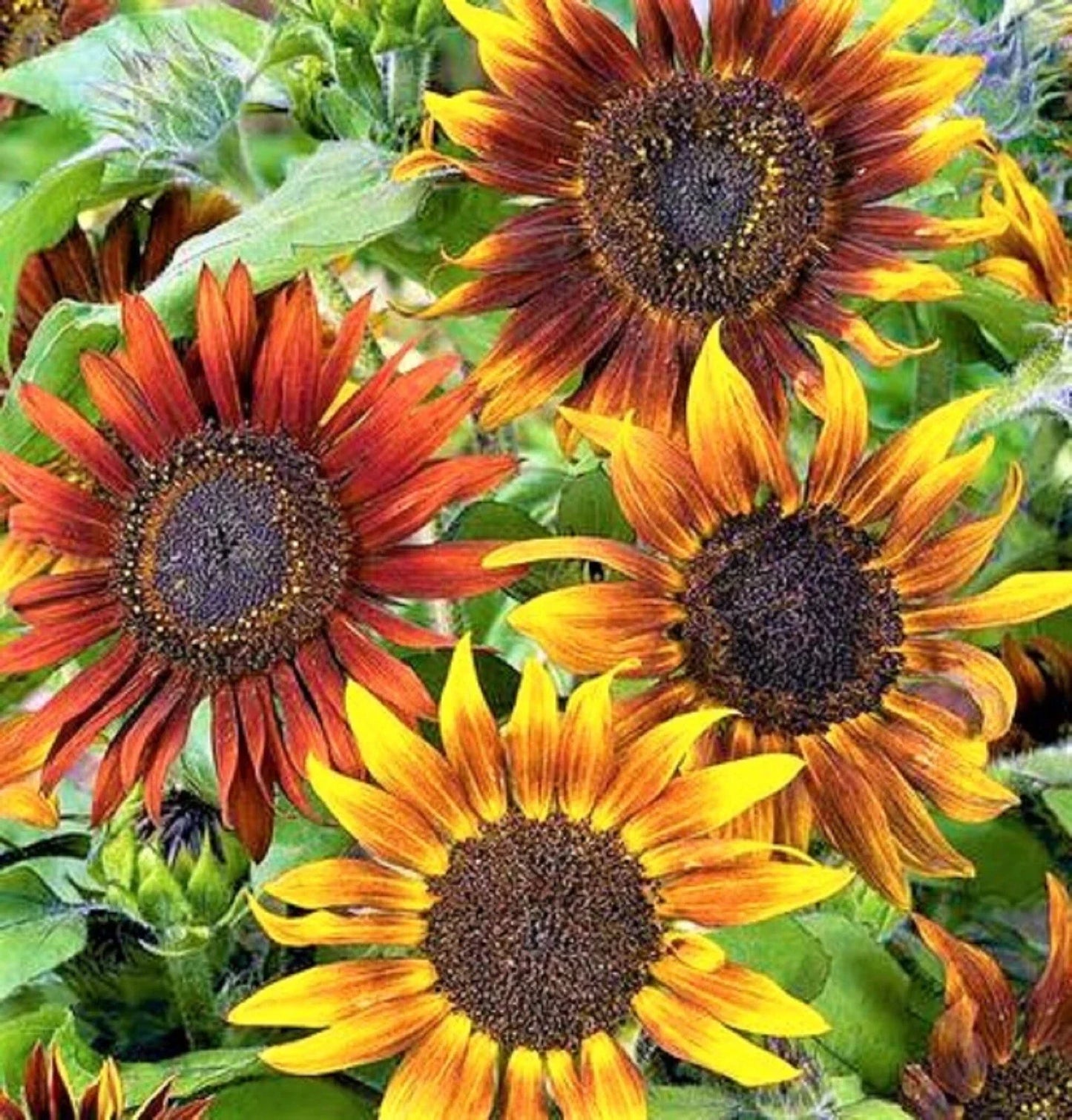 Mardi Gras Sunflower Seeds - 50+ Non-GMO Tall Helianthus annuus for Vibrant Gardens