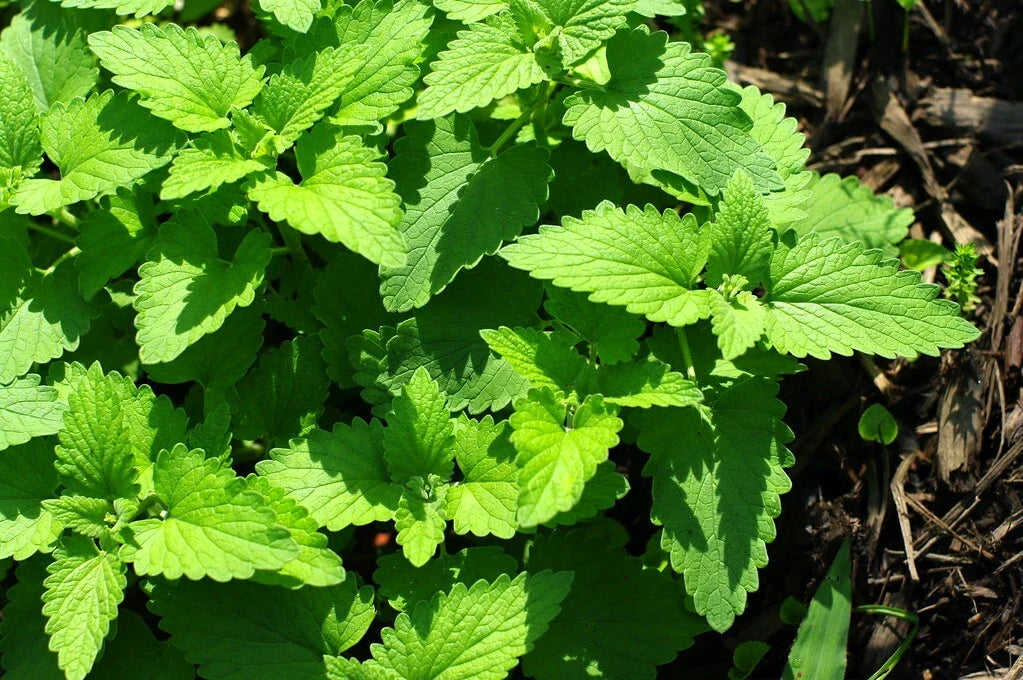 Catnip Seeds 1000 Count - Organic Nepeta cataria Herb for Cats and Pollinators - Perennial Plant for Garden