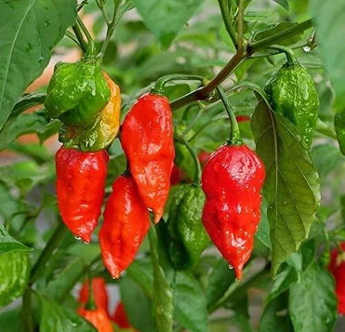 Ghost Hot Pepper Seeds - Organic Bhut Jolokia Red Chili Seeds for Spicy Cooking, 100+ Seeds, Capsicum chinense