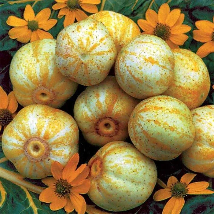 Lemon Cucumber Seeds 1/4 lb Heirloom Cucumis sativus for Pickling and Canning, Non-GMO, Open-Pollinated