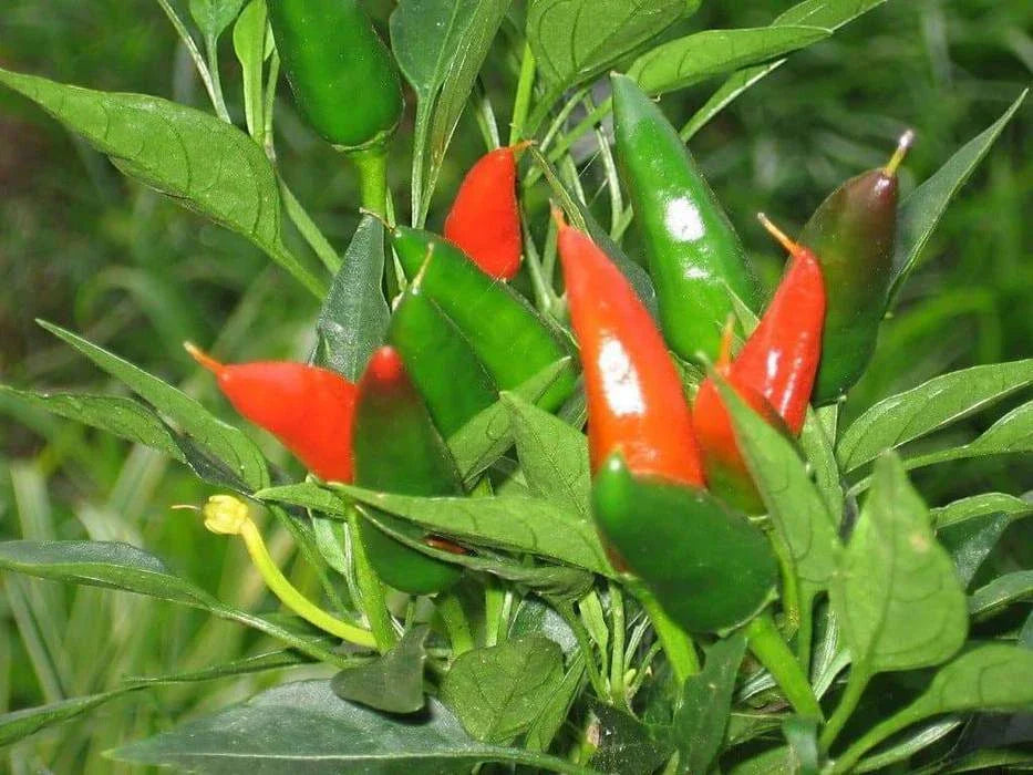 Mirasol Chile Pepper Seeds - New Mexico NUMEX Variety | Capsicum annuum