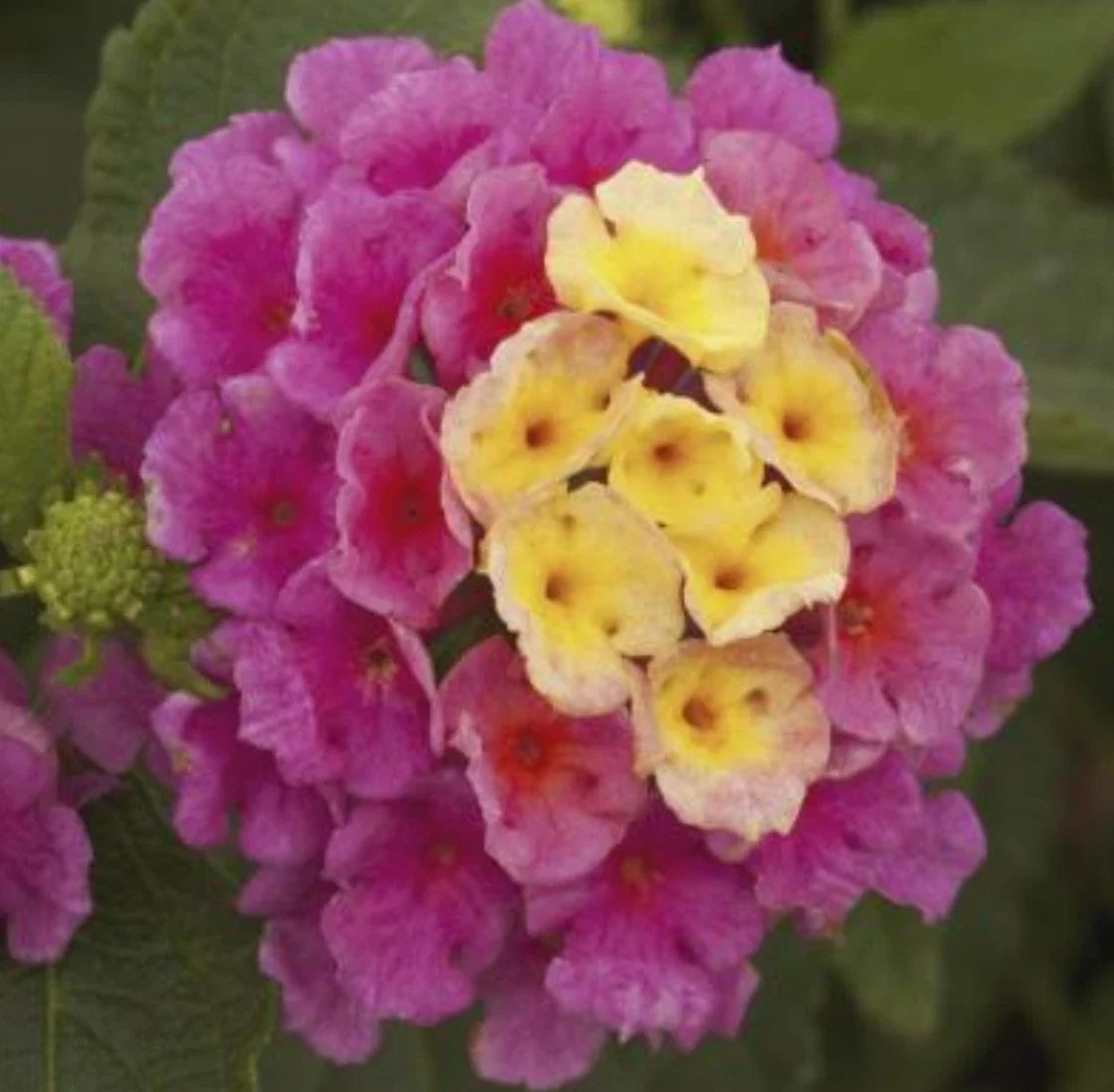 Lantana camara Live Annual Plants - Pink Blooms, 4 Baby Starter Plugs, Vigorous Spreading Coverage