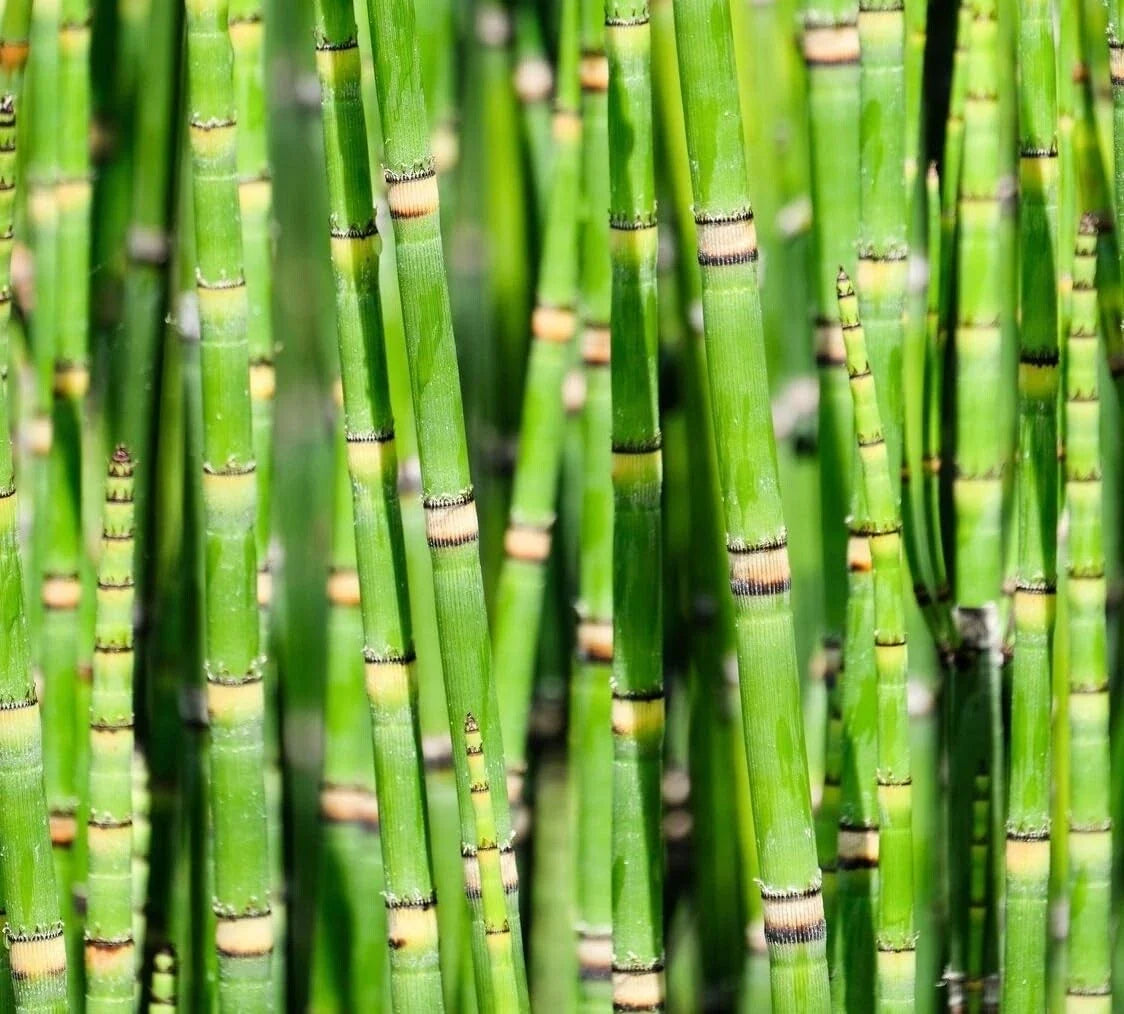Dwarf Bamboo Plant Cuttings - Equisetum Horsetail Water Plant for Aquatic Gardens & Water Features