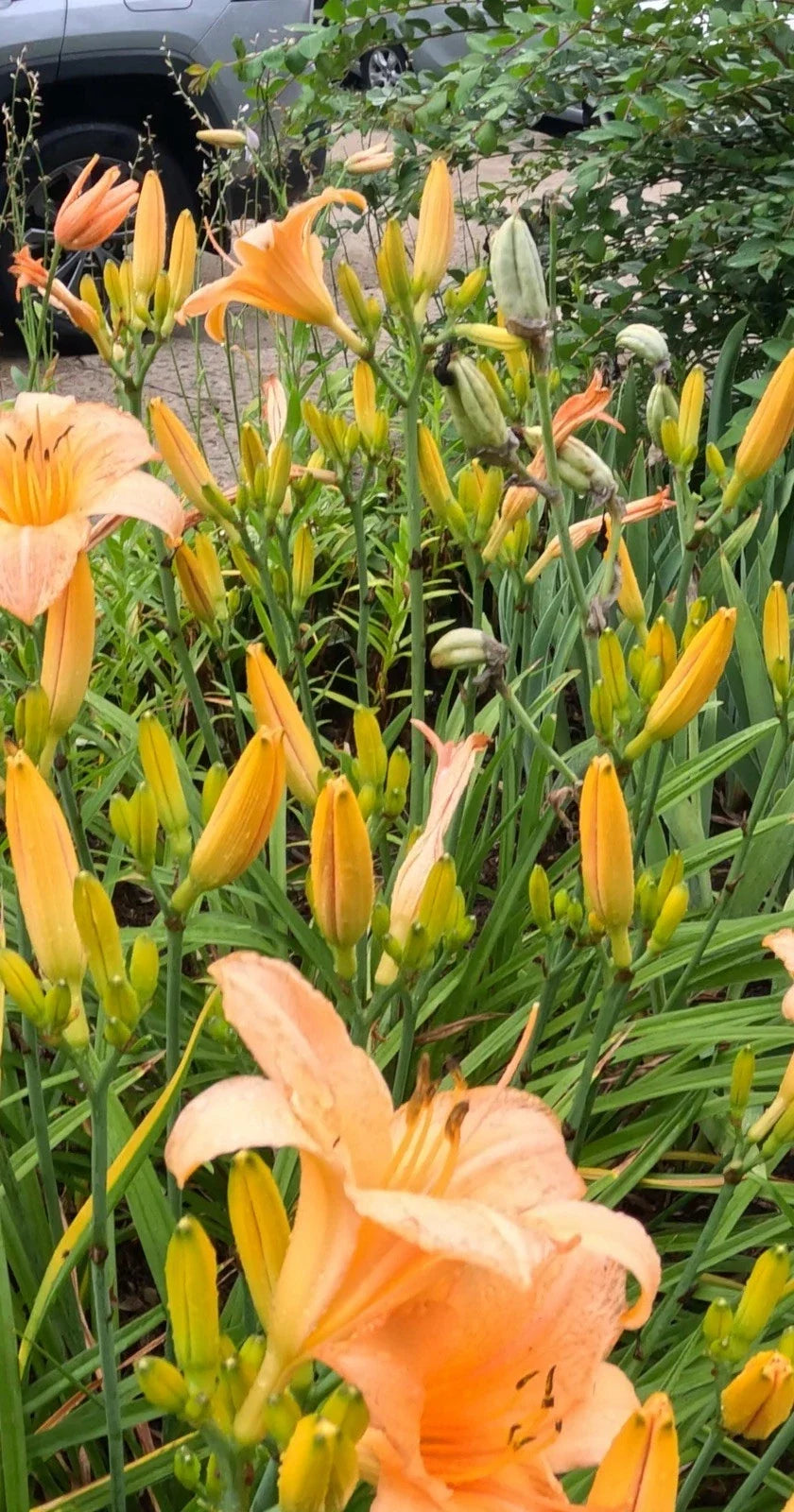 Daylily Plants - 10 Bulbs - Vibrant Hemerocallis for Garden Borders & Flower Beds