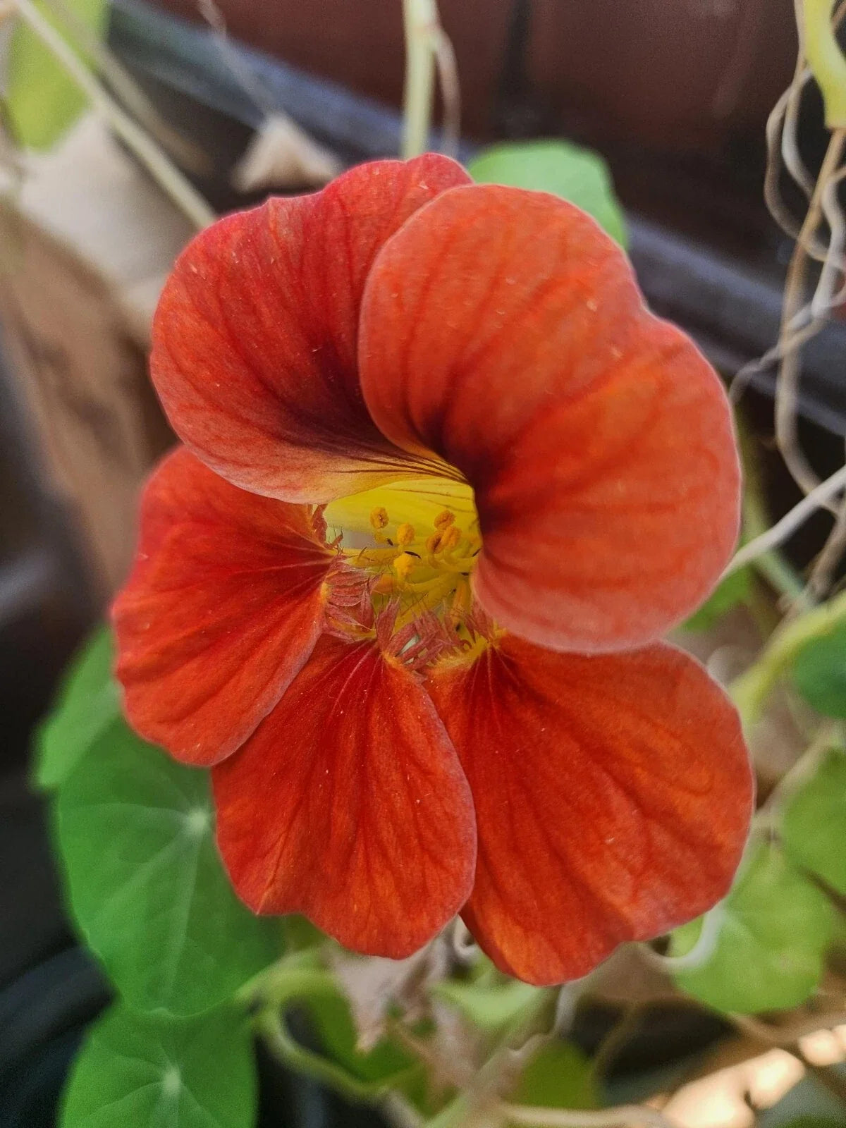 Nasturtium Live Plant – Edible Flowers & Foliage – Tropaeolum majus – Colorful Varieties, Well-Rooted, Easy Care