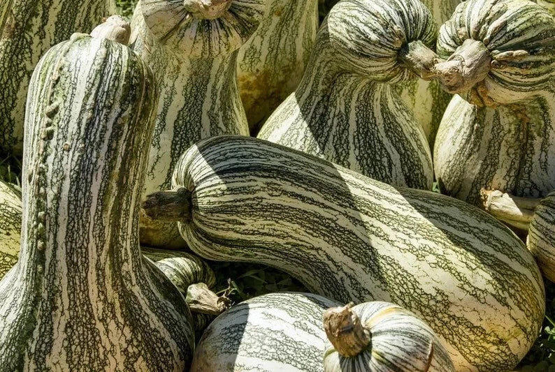 Cushaw Green Striped Squash Seeds Organic 10 Count Cucurbita mixta USA Grown