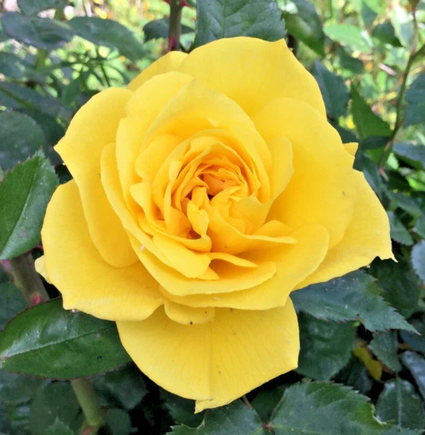 Yellow St. Patrick Rose Cuttings - 3 Stem Cuttings for Rooting & Grafting Rosa 'St. Patrick'