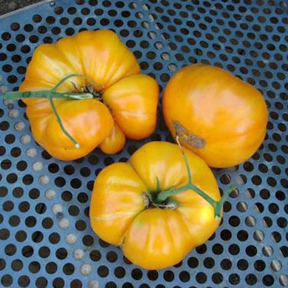 Kentucky Beefsteak Tomato Seeds - Non-GMO Heirloom, Large Juicy Fruits, Solanum lycopersicum, for Home Gardens & Containers