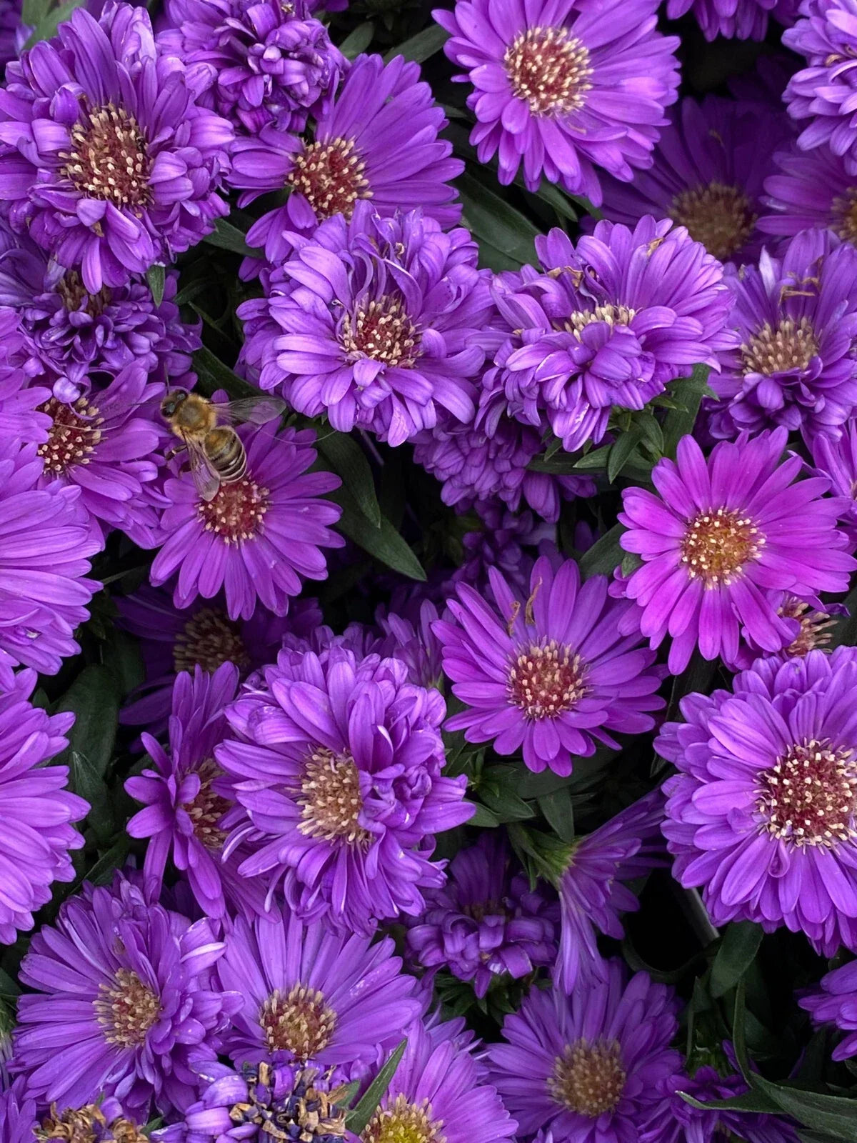 Purple Gem Marigold Seeds - 25+ Pack, Tagetes patula, Vibrant Deep Purple Blooms, Easy to Grow, Non-GMO, Garden Planting