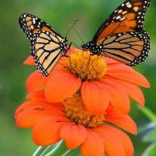Sunflower Seeds - 100+ Non-GMO Mexican Torch Helianthus annuus Pollinator Attracting Seeds