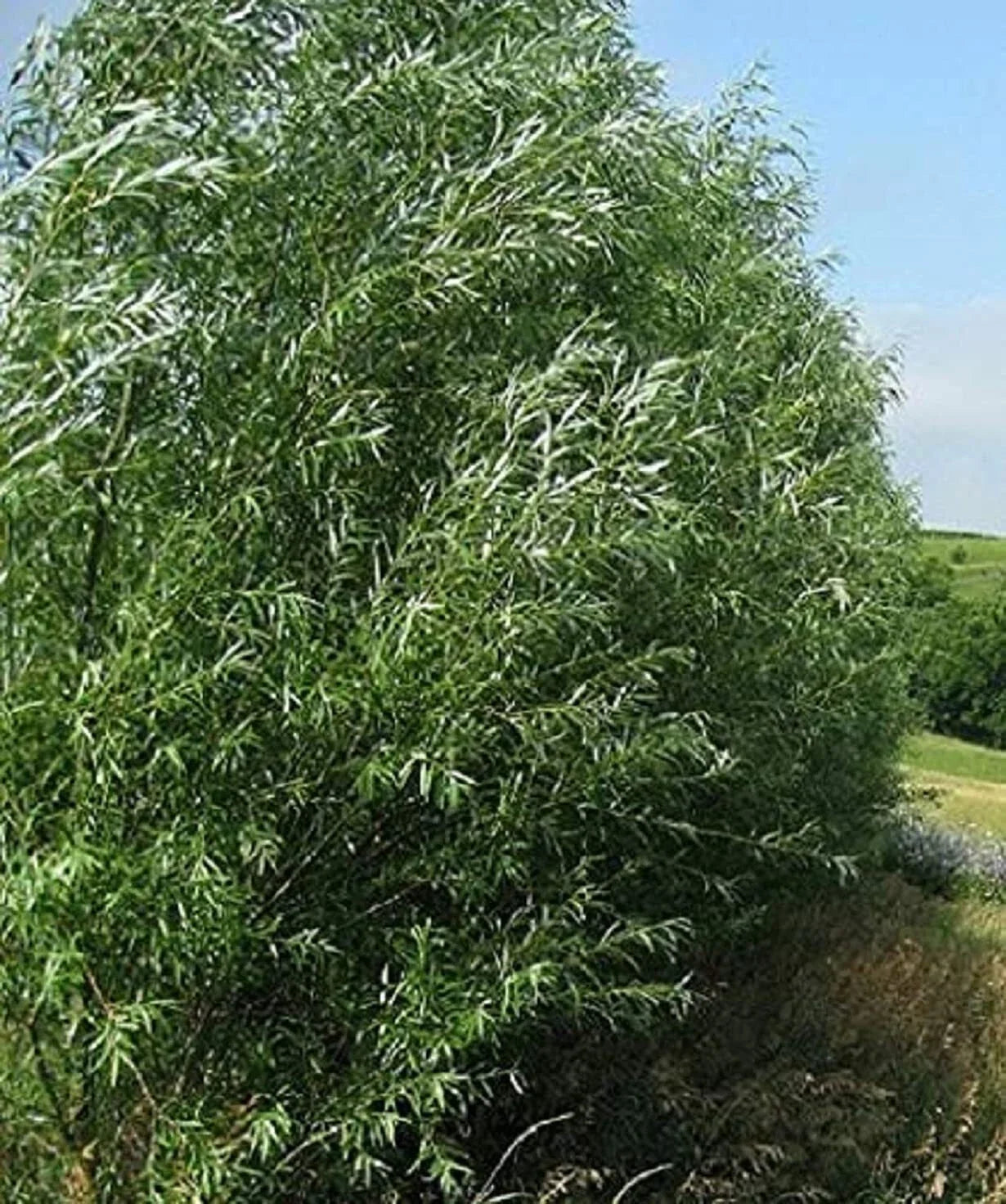 Austree Hybrid Willow Trees - 100 Pack, Fast Growing Shade & Privacy Trees, Salix x matsudana