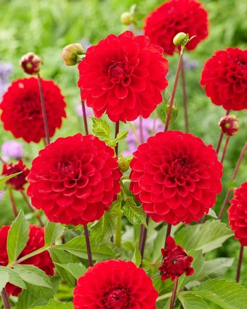 Dahlia Ball Tubers 3 Large Red Cap for Planting, Dahlia pinnata, Vibrant Red Blooms, Flower Garden, Container, Border