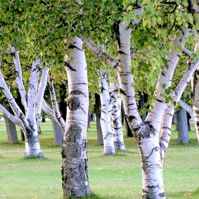 White Paper Birch Tree Seeds | Betula Pendula | European Hardwood Tree Seeds 2025