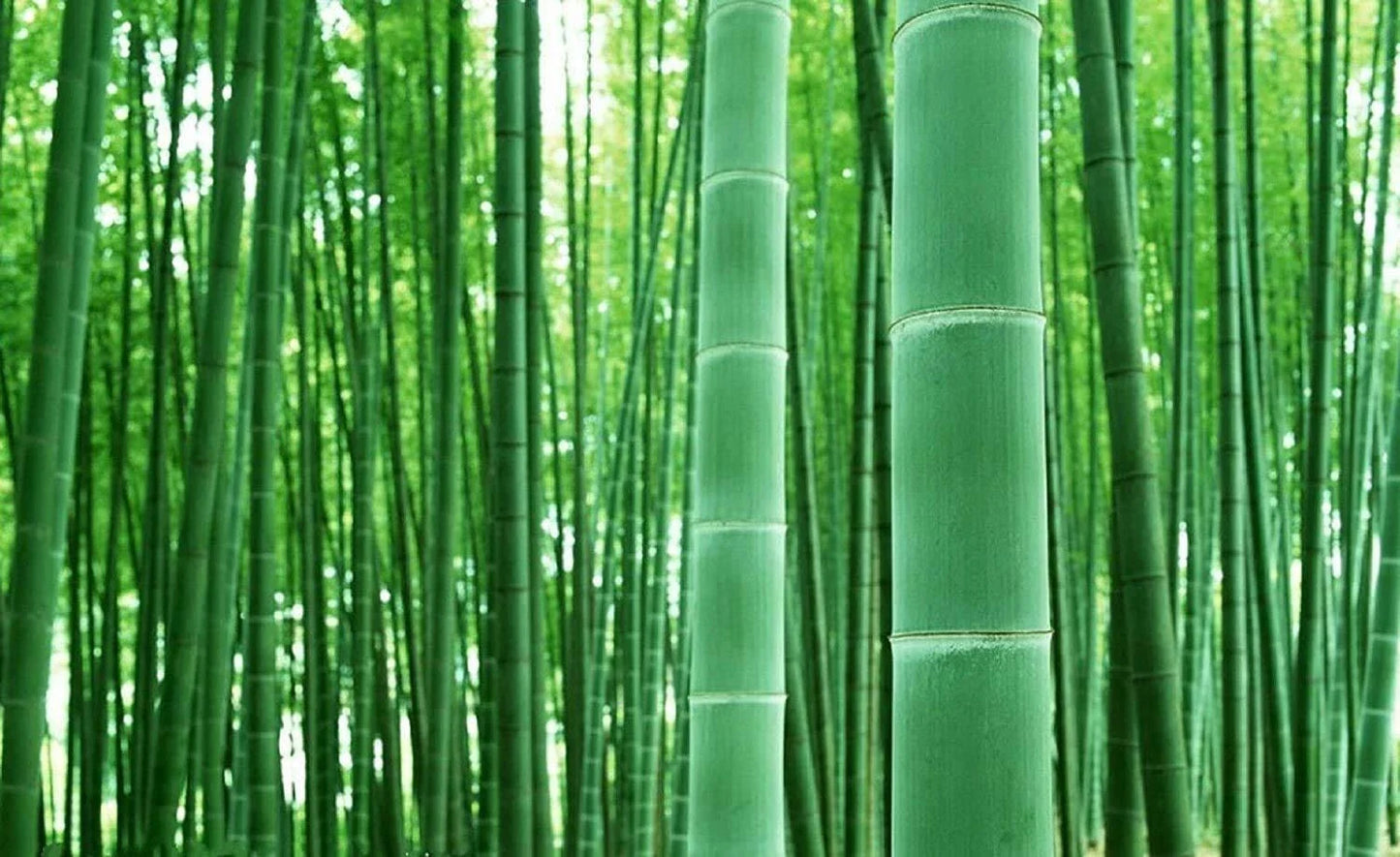 Giant Bamboo Seeds - 50+ Phyllostachys edulis for Privacy Screen, Landscaping & Garden Foliage