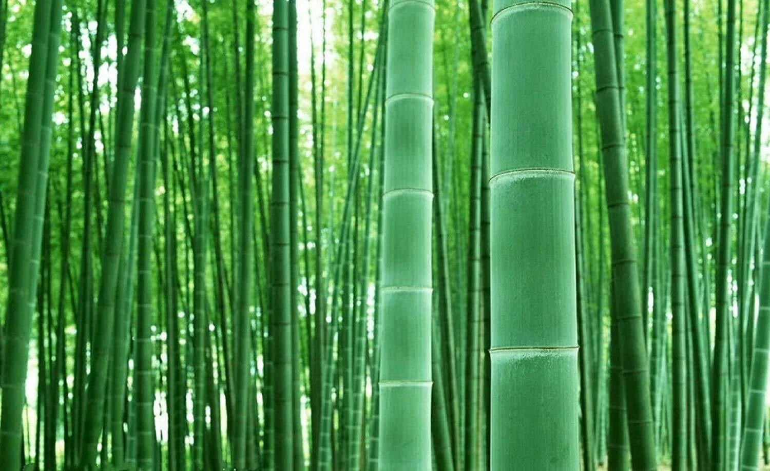 Giant Bamboo Seeds - 50+ Phyllostachys edulis for Privacy Screen, Landscaping & Garden Foliage