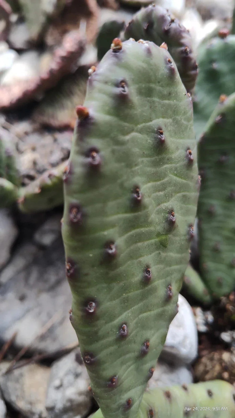 Winter Hardy Prickly Pear Cactus 2 Pads 4 Inch Opuntia Ficus-Indica for Cold Climates