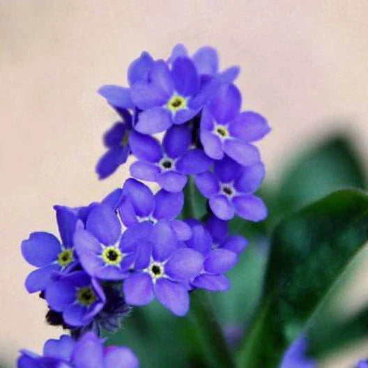 Forget Me Not Seeds - Indigo Blue Perennial Groundcover - Non-GMO Myosotis sylvatica - 200 Seeds for Borders & Pollinator Gardens