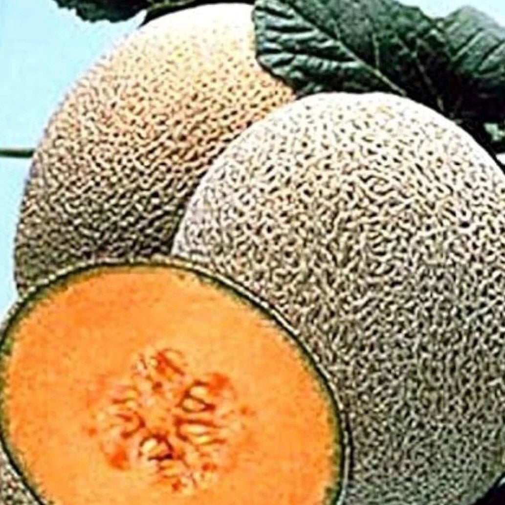 Organic Hales Best Jumbo Cantaloupe Seeds – Heirloom Cucumis melo for Home Garden, Juicy, Sweet, Non-GMO, 25+ Pack