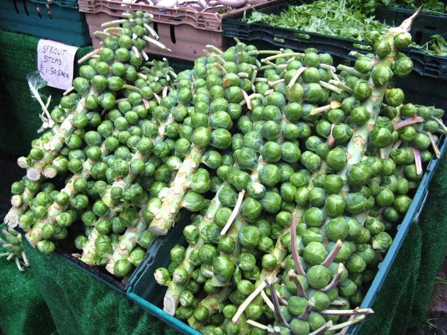 Brussels Sprout Seeds - 200 Count, Multi-Harvest, Heavy Yielding, Brassica oleracea var. gemmifera, Non-GMO, Open-Pollinated