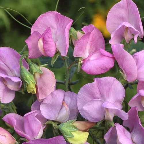 Royal Lavender Sweet Pea Seeds | Pink & Purple Flowers | Climbing Vine | Lathyrus odoratus Seed Pack