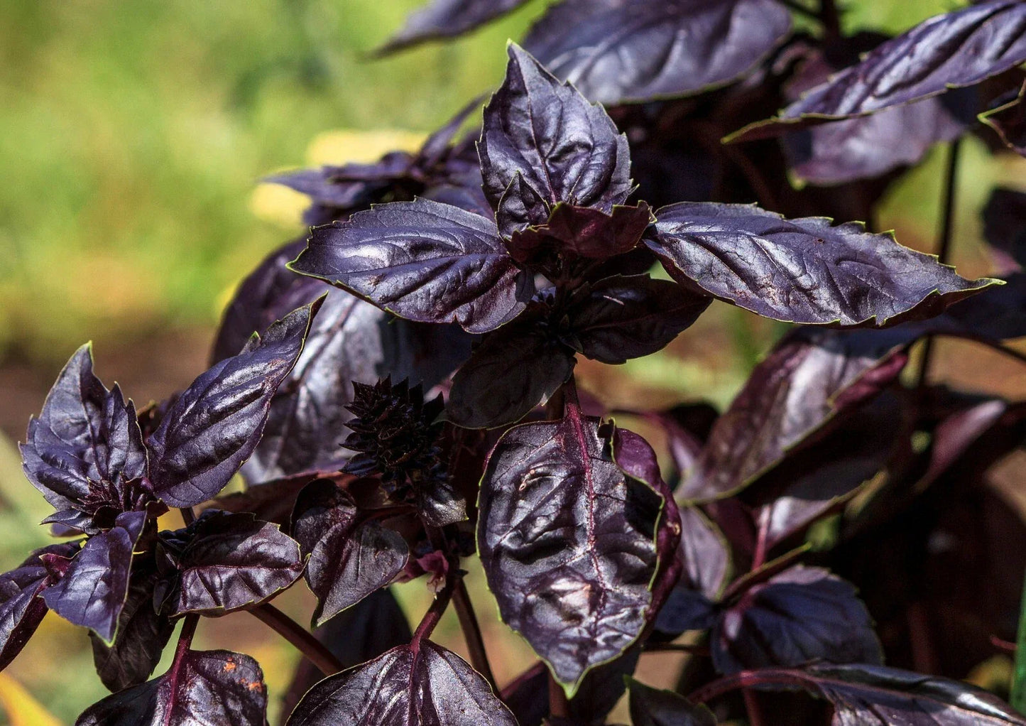 Thai Basil Seeds - Purple Heirloom Variety, Non-GMO, 450+ Seeds, Ocimum Basilicum