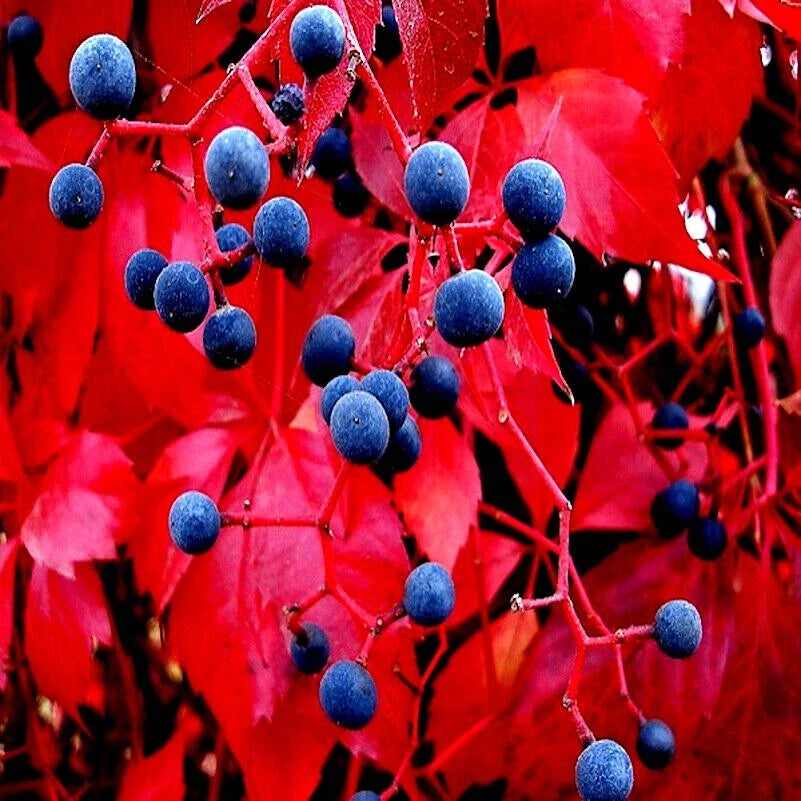 Virginia Creeper Vine Seeds - Fast-Growing Climber for Fences & Walls - Parthenocissus quinquefolia
