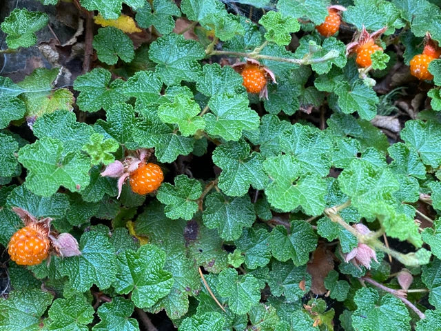 Rooted Formosan Raspberry Cuttings 8-Pack | Edible Ground Cover, Drought Tolerant, Cold Hardy | Rubus formosanus