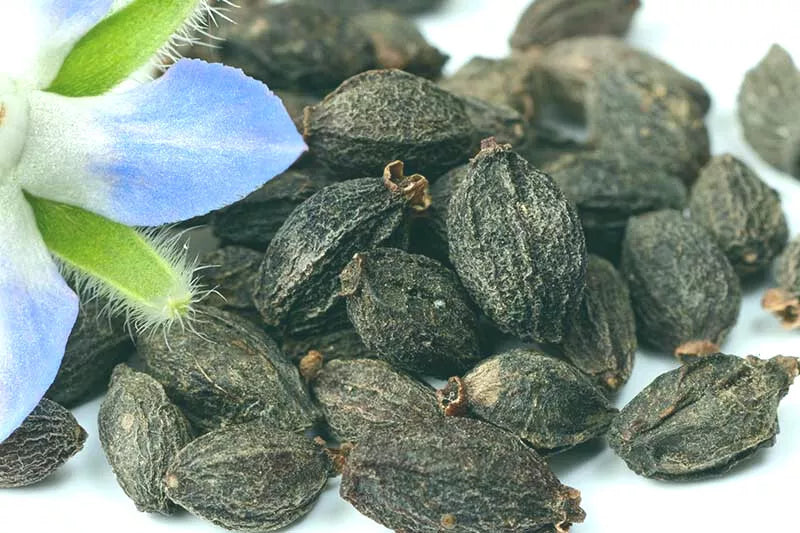 Borage Starflower Seeds - 50+ Borago officinalis Edible Flowers Herb Garden Plant Frost Tolerant