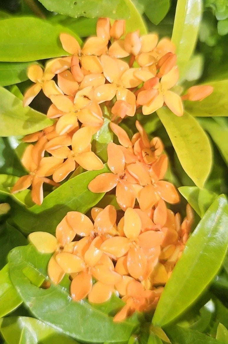 Dwarf Ixora Live Plant - Orange Variety - Well Rooted Starter - Ixora taiwanensis - 5-7 Inches Tall - 2 Pack