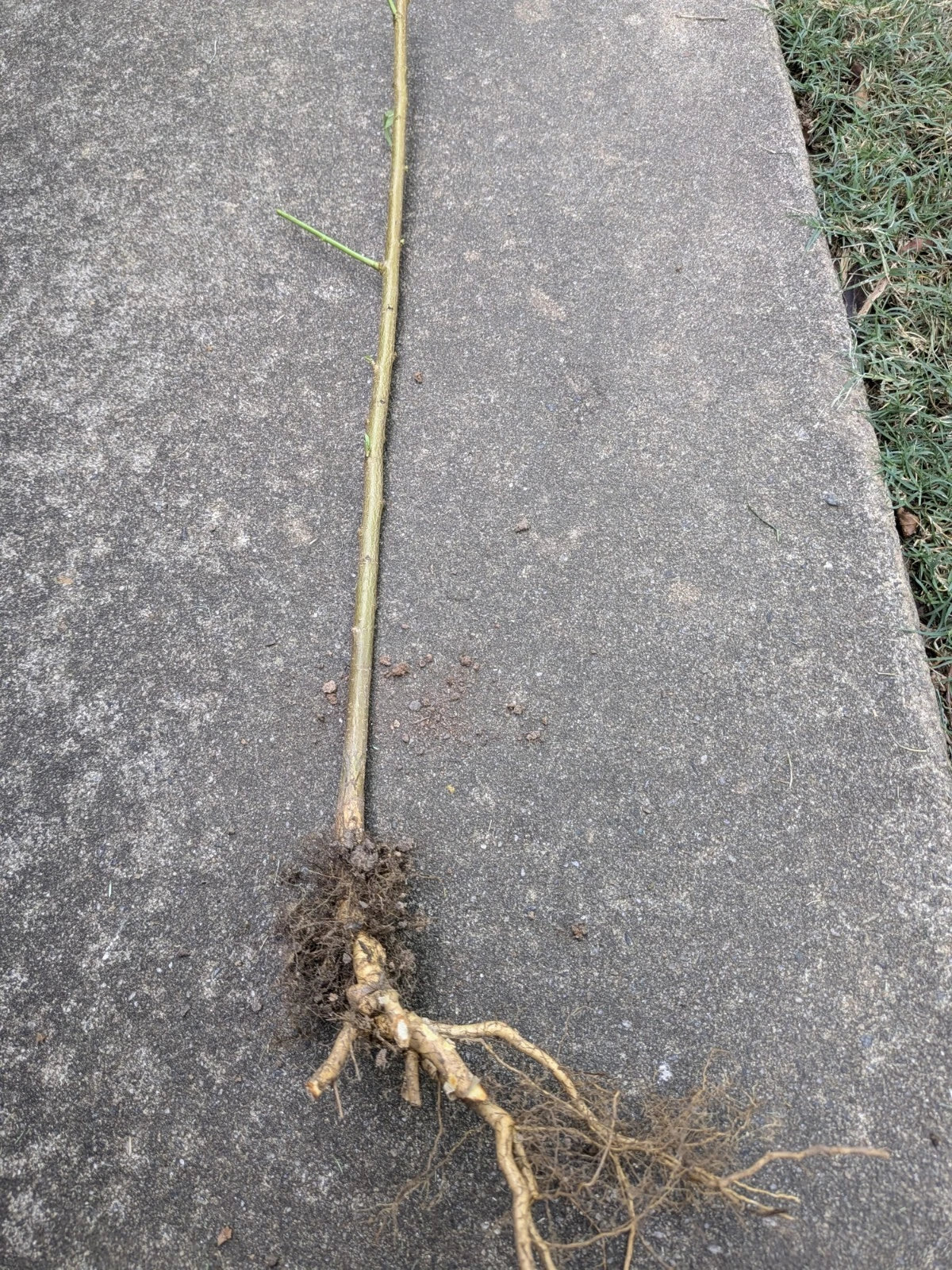 Bare Root Peach Tree - Prunus persica - Fruit Tree for Home Gardens & Orchards