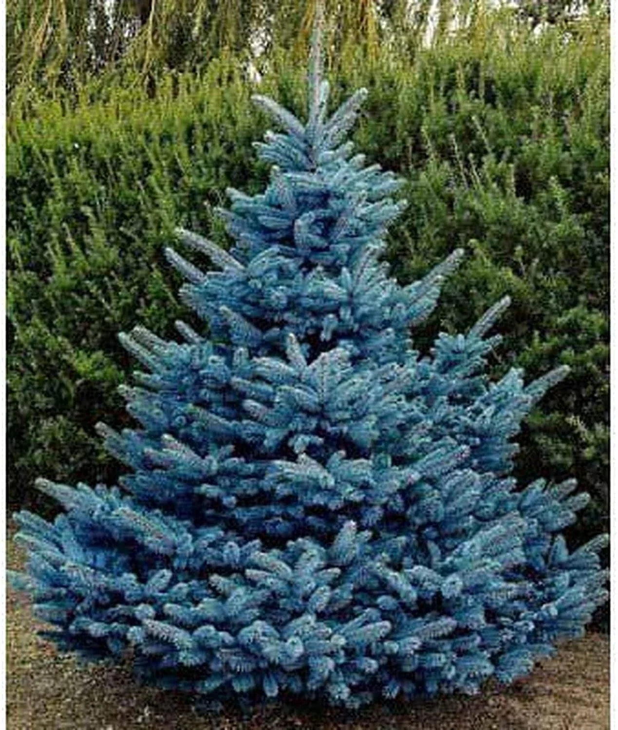 Blue Spruce Seeds for Planting | Colorado Blue Spruce | Picea pungens | Conical Shape, Blue-Green Needles