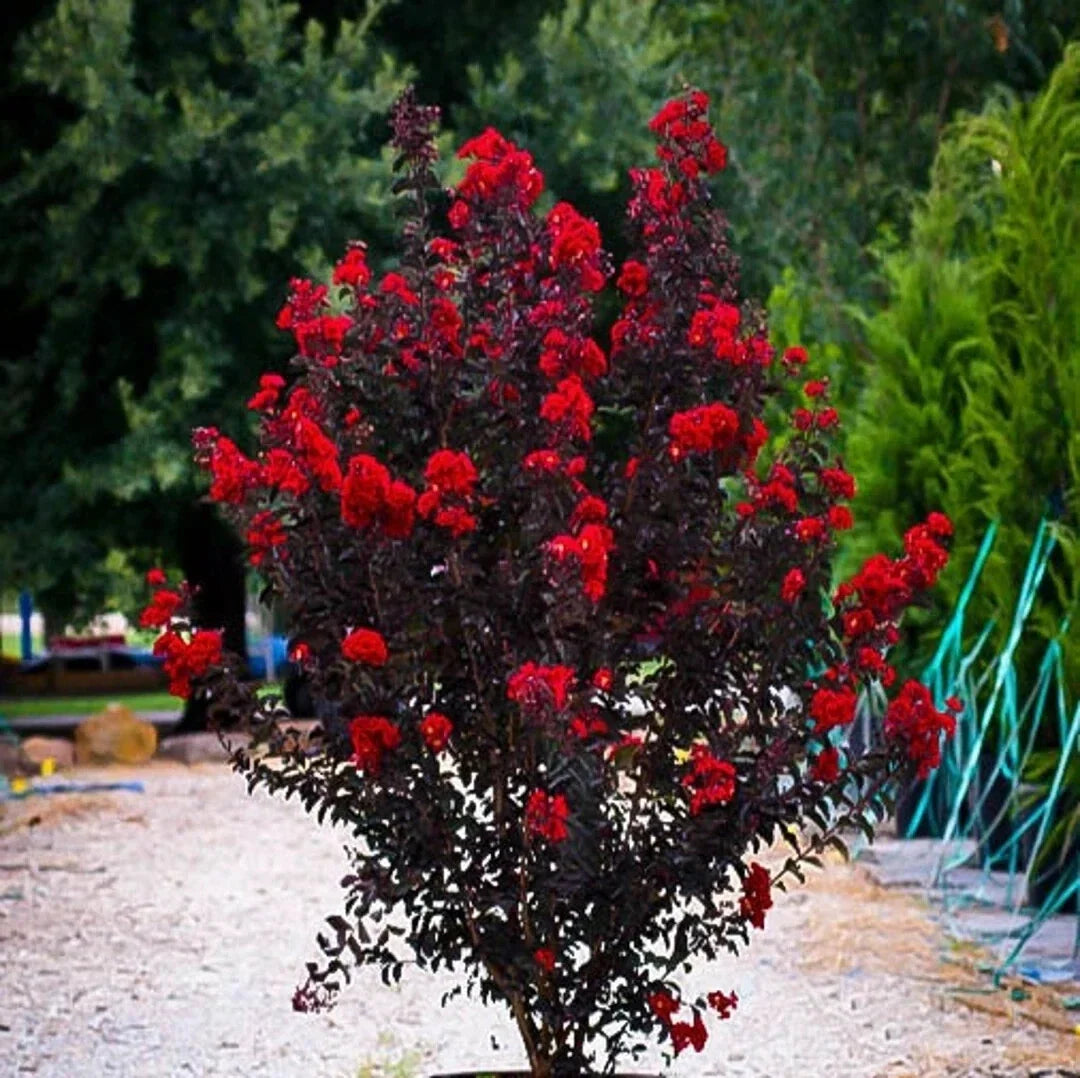 Ruby Thunderstruck Crape Myrtle Starter Plant - Lagerstroemia indica, 4-inch Pot, Vibrant Ruby-Red Flowers, Drought Tolerant, Garden & Landscape