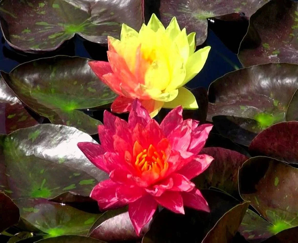 Cold Hardy Waterlily Pond Plant Wanvisa Nymphaea spp. Aquatic Perennial for Water Gardens