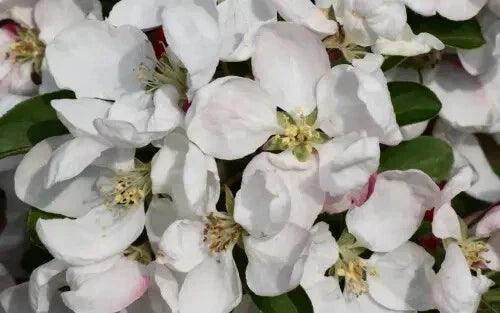 Golden Gem Crabapple Seeds - 25+ Malus domestica 'Golden Gem' for Garden Planting, Deciduous Tree, Wildlife Attracting Fruits