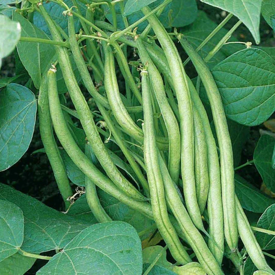 Tendergreen Green Bean Seeds – 30+ Pack, Phaseolus vulgaris, Easy to Grow, Bountiful Harvest, Home Garden, Disease Resistant