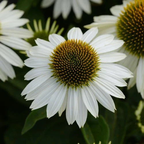50 Blanco Coneflower Seeds - Echinacea purpurea Perennial White Blooms