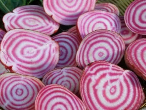 Chioggia Beet Seeds Pack | Heirloom Beta vulgaris | Vibrant Pink & White Striped Roots | Vegetable Garden Seeds