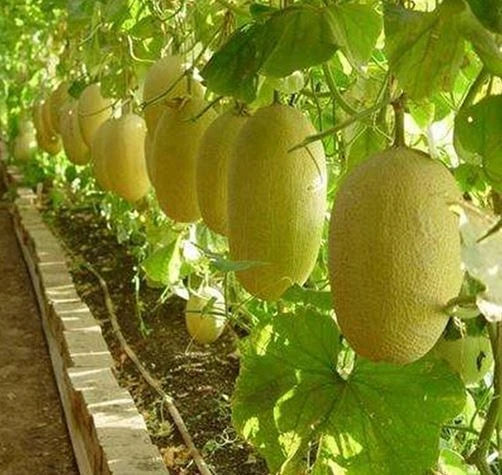 Rare Chinese Hami Melon Seeds – Large 5-7lb Sweet Crunchy Fruit, Cucumis melo, Home Gardening, Non-GMO, 20 Seeds