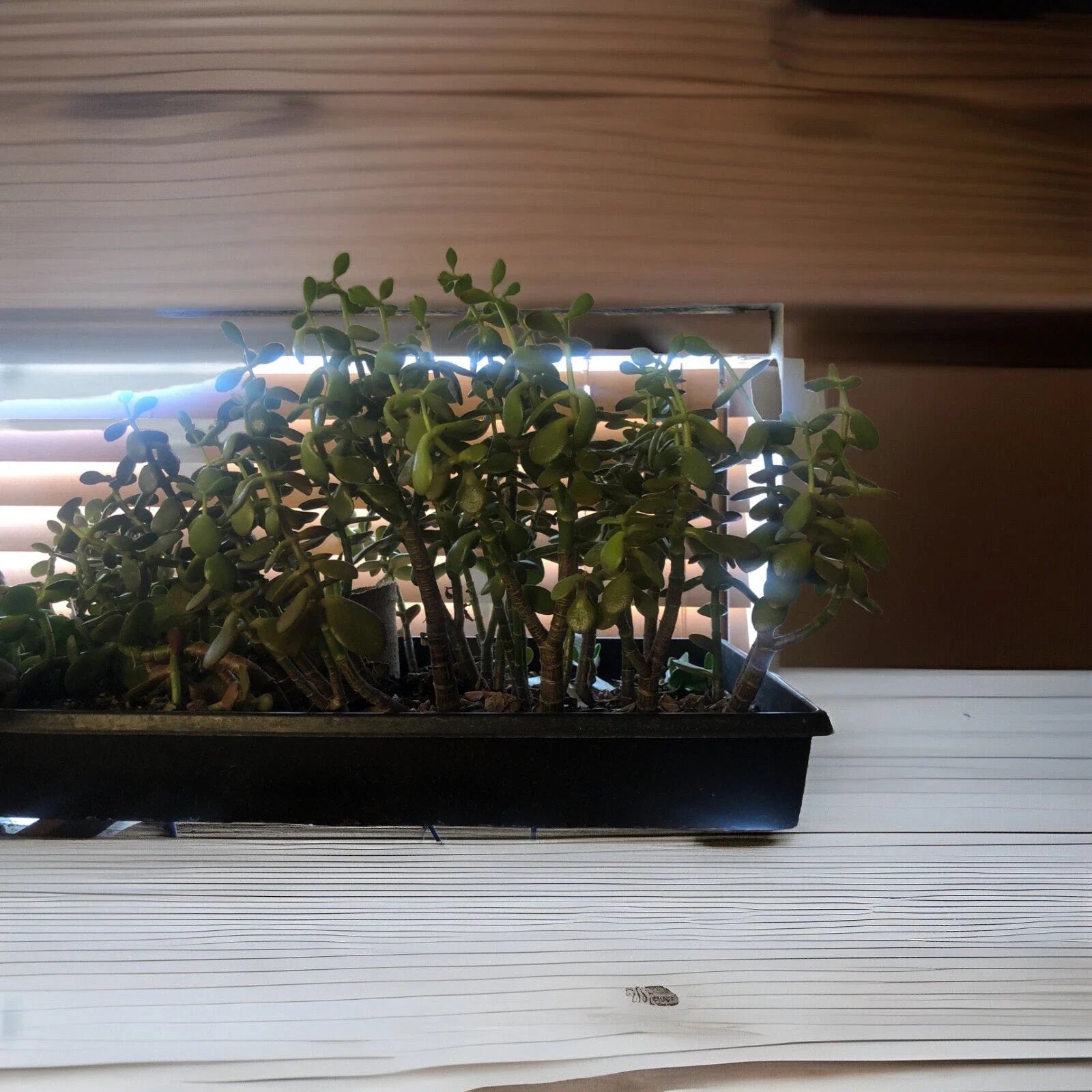 Large Rooted Jade Plant Cutting – Crassula ovata, Indoor Succulent, Green Foliage, Easy Care, 12 Inches Tall