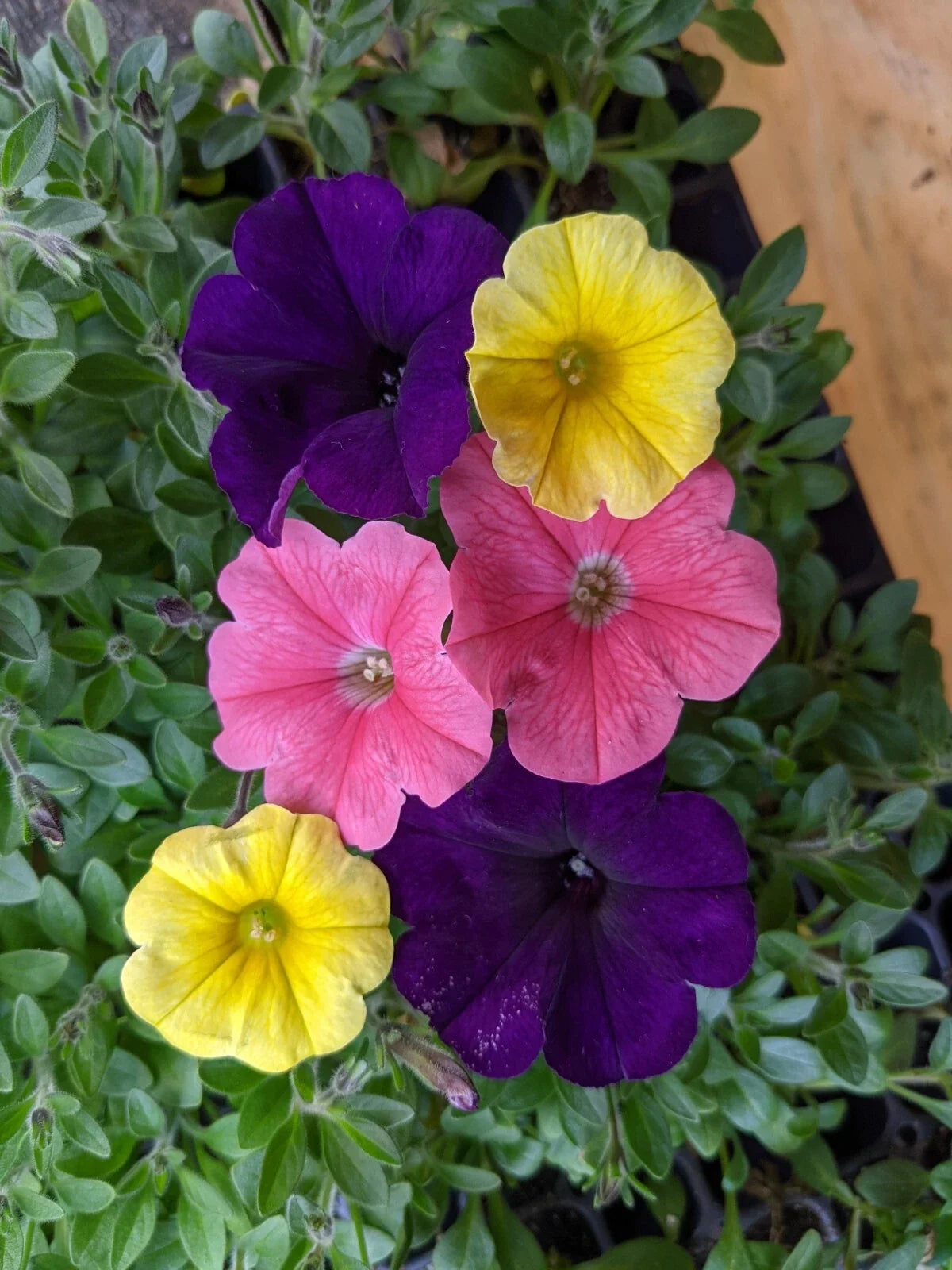 Petunia/Petchoa Live Plants Combo 288 Plugs - Easy Wave Navy Velour, Caliburst Yellow, E3 Coral - Garden Flowers, Annuals, Container Plants