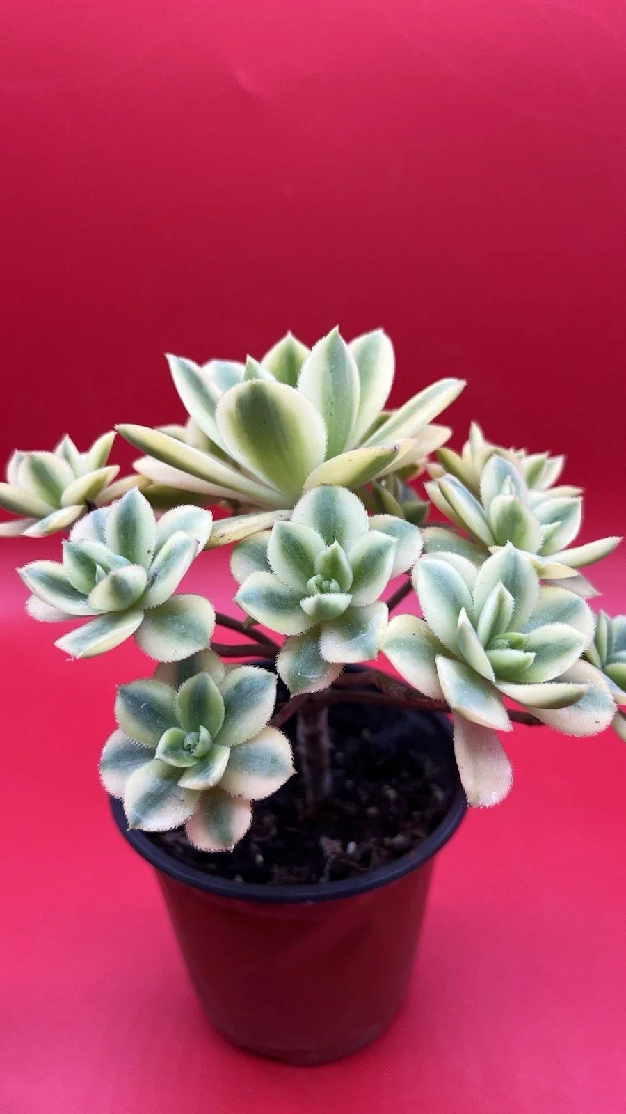 Aeonium Floresens Succulent Plant - Fully Rooted Green Variety - Drought-Tolerant Indoor Houseplant - Crassulaceae